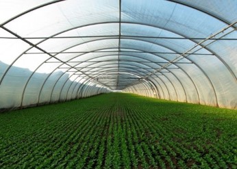 agriculture