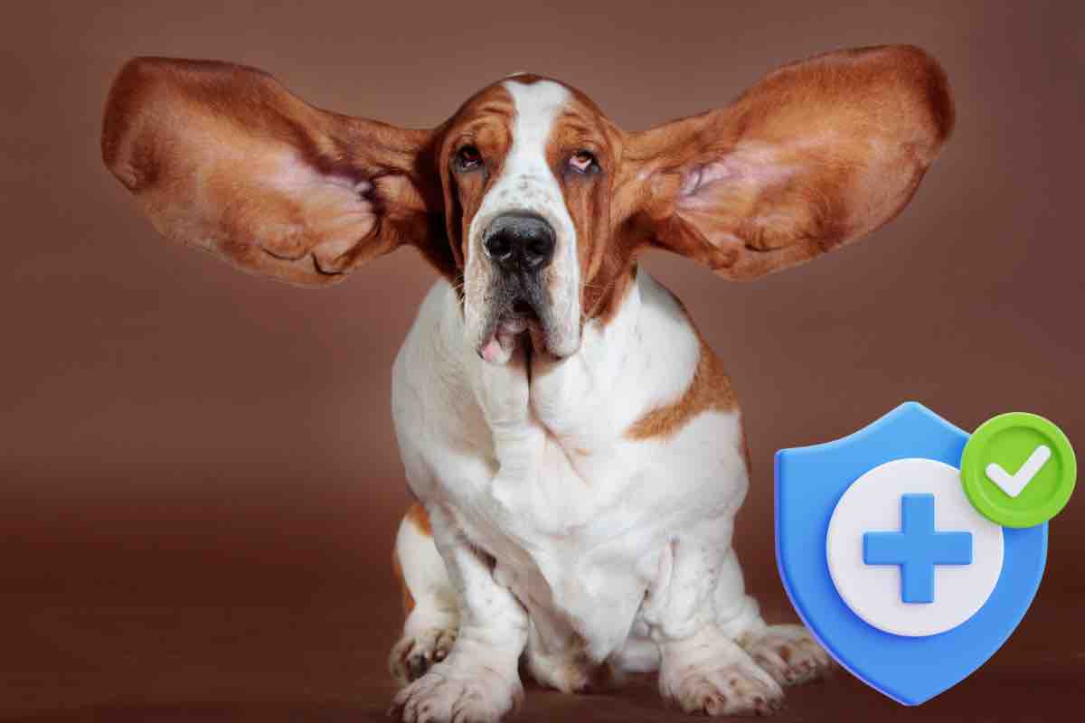 Cura per gli animali