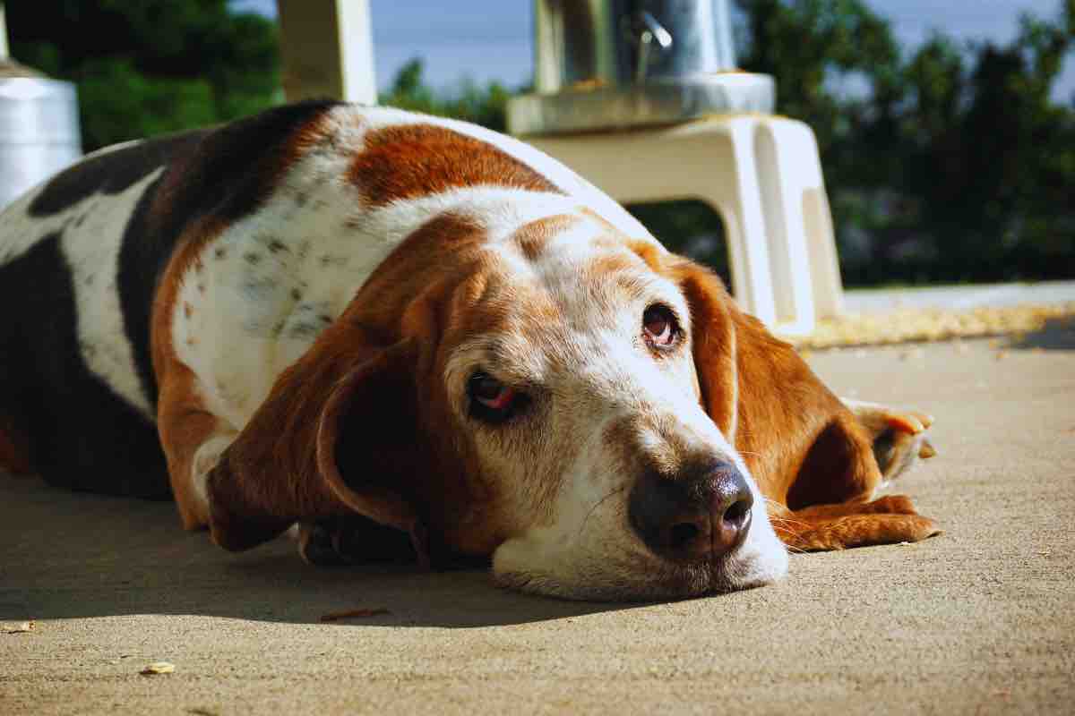 Basset hound