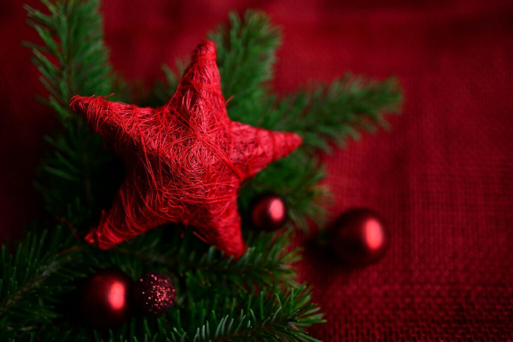 Addio Stella di Natale: queste 4 piante stregano le feste con colori e stile mai visti prima